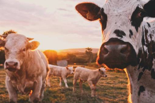 sunset Cows in the Countryside