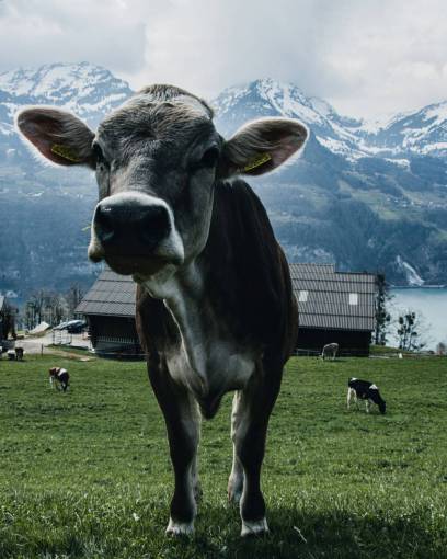 tranquil-scene Cows in the Countryside