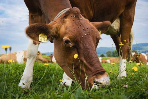 serene-people Cows in the Countryside