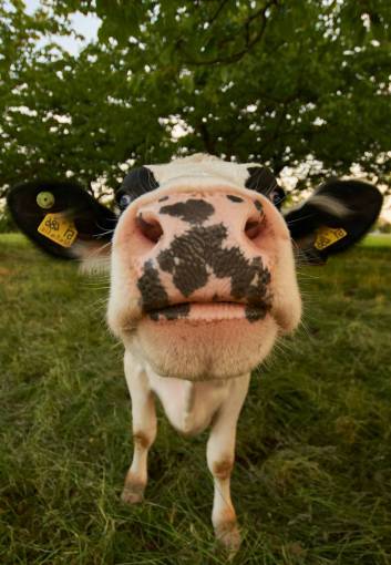 day Cows in the Countryside