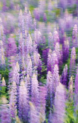 spring Lupinus flower