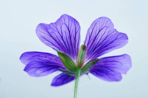 spring nature close-up flower leaf plant purple purple;Geranium