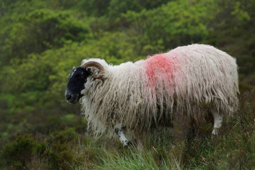 grass nature mammal grass rural scene animal purple;sheep;painted farm