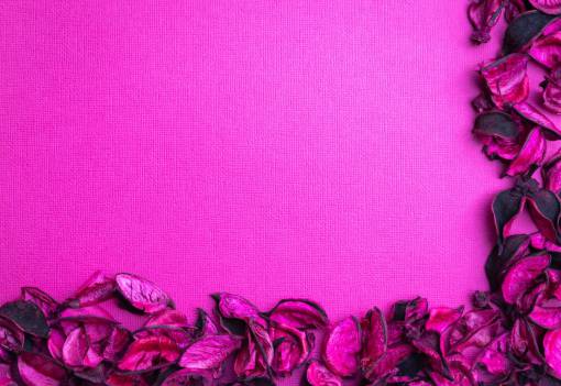 love plant nature purple;background;frame leaf romance petal flower