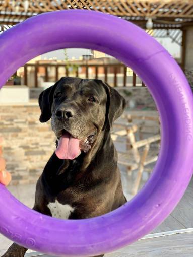 dog purple;dog;frame cute canine animal dog pets outdoors