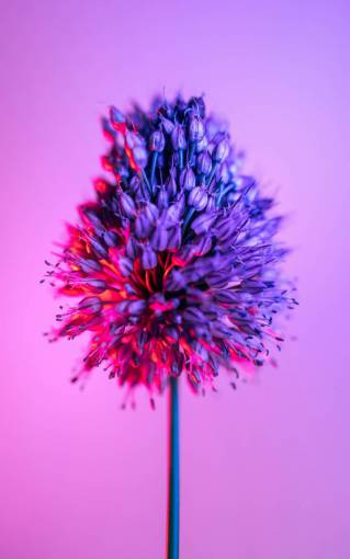 fondo Flor Allium 
