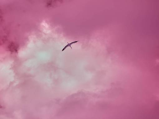 cielos púrpura;cielo;cigüeña volando animal cielo aire libre nube naturaleza