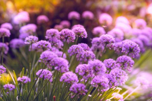 spring summer nature purple plant purple;Allium flower close-up