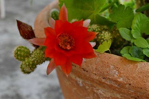 cactus terracota jardín maceta cerámica flor flora hoja naturaleza kb
