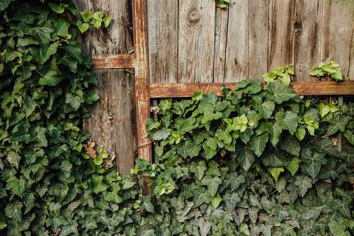 abandoned carpentry ivy fence wood abandoned handmade rust leaf wooden hardwood  leaves