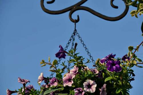cast-iron flower iron cast leaf bright flora nature hanging summer garden 