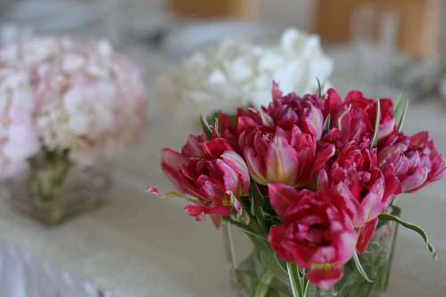 reddish glass tulips reddish vase flower plant flowers spring