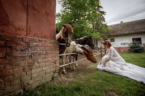 pony pony venue horses bride horse farm woman