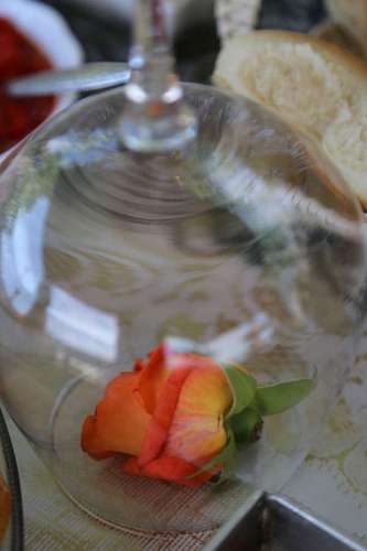 rose  underneath  crystal  elegant  glass 