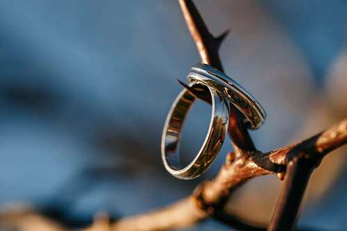 thorn branch rings ring acacia blur glow outdoors golden