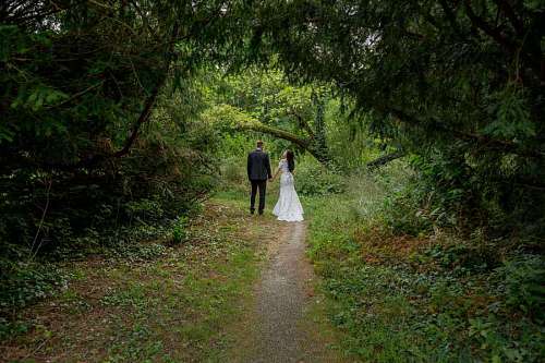 sendero forestal sendero bosque novio novia árbol paisaje madera