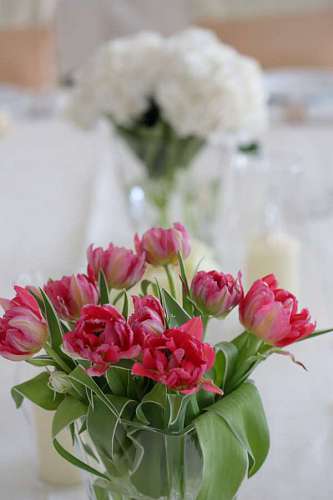 tulips elegance vase leaves stem romance decoration