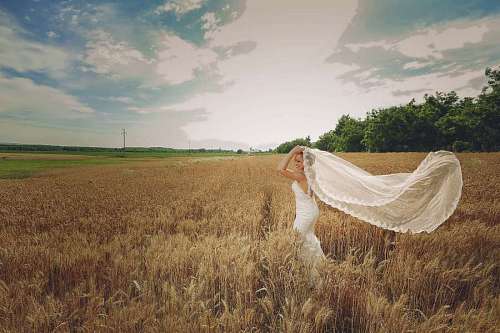 cereal-plant wheatfield summer landscape barley bride season cereal agriculture harvest farm 