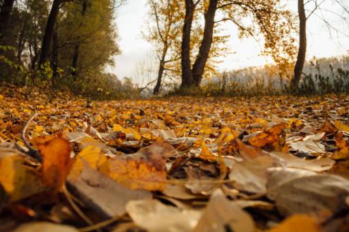18-20-years autumn poplar leaf leaves yellow season forest landscape nature tree wood