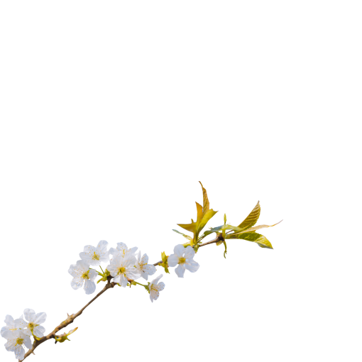  backgrounds overlay png branch nature blooming vector