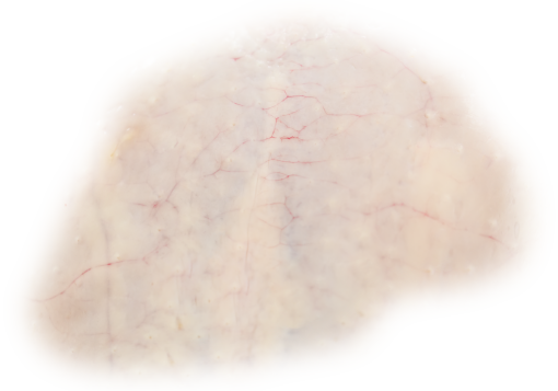 skin  backgrounds skin nature png overlay close-up