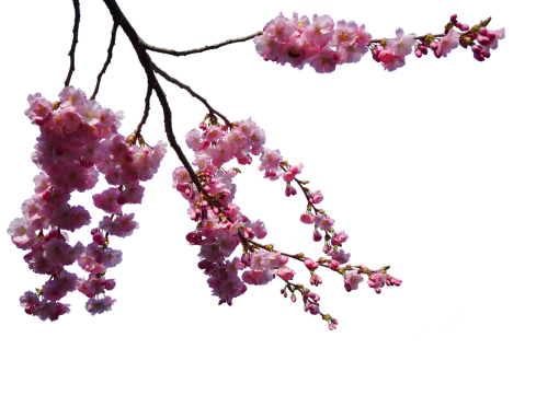  blooming branch branch overlay png flower nature