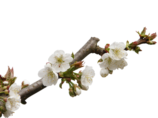  blooming flower branch branch tree png overlay