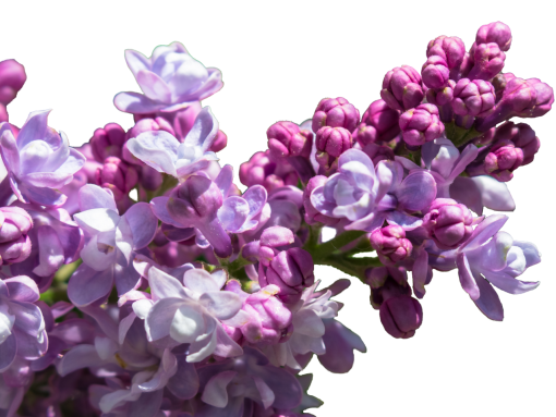  blooming plant flower branch png overlay nature