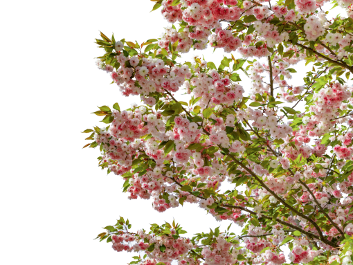 🥇 Image Of Png Flower Blooming Nature Springtime Overlay Branch 【free