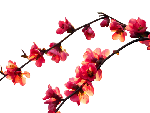  branch blooming png overlay nature flower branch