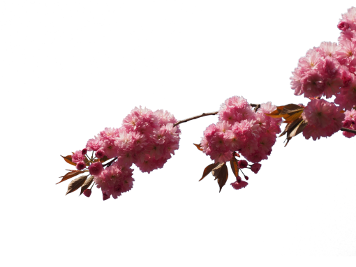  branch flower blooming overlay plant png nature