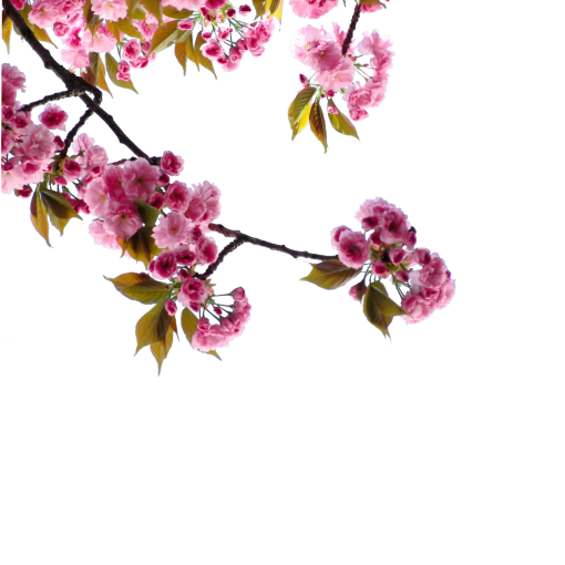 branch flower png overlay blooming pink color nature