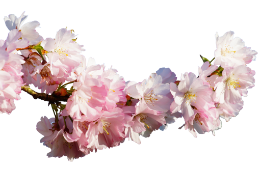  branch nature blooming png flower backgrounds overlay