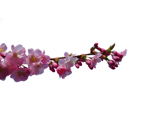  branch overlay flower blooming nature png springtime