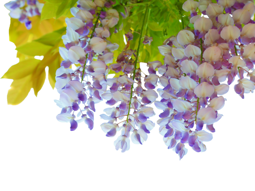  branch overlay png plant flower blooming nature
