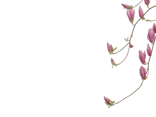 branch png flower nature plant blooming overlay