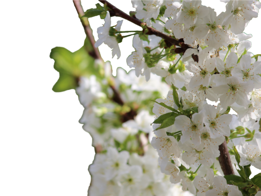  branch springtime nature branch overlay png blooming