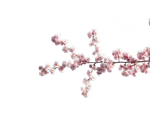  close-up png overlay nature branch flower blooming