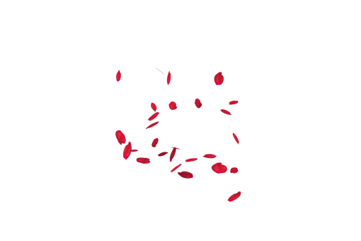  Falling Red Rose Petals Overlay PNG