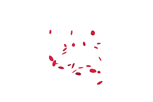  Falling Red Rose Petals Overlay PNG