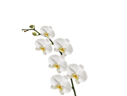 orchid  flower blooming overlay nature branch png plant