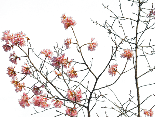 flor rama rama naturaleza png superposición floreciente