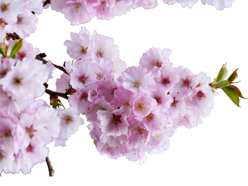  flower nature png blooming overlay pink color branch