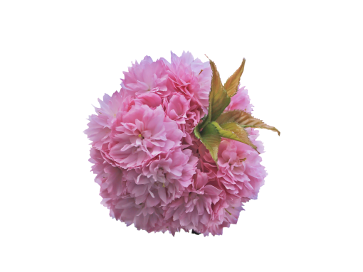  flower petal blooming png branch overlay nature