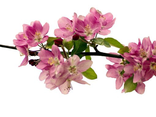  flower png blooming branch overlay nature pink color