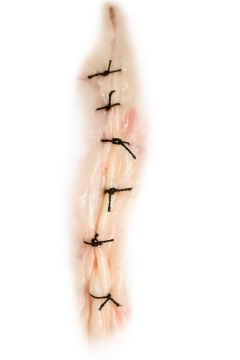 lunch  gourmet scar meal food seafood png overlay