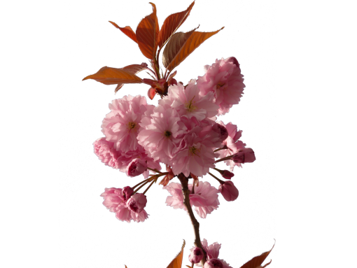  leaf overlay blooming flower png branch nature