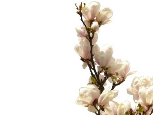  nature blooming branch png flower overlay springtime