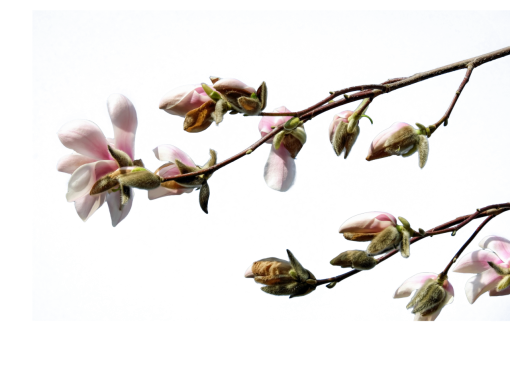  nature blooming springtime overlay flower branch png