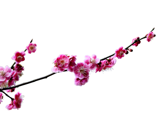  nature branch flower png blooming springtime overlay